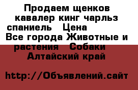 Продаем щенков кавалер кинг чарльз спаниель › Цена ­ 60 000 - Все города Животные и растения » Собаки   . Алтайский край